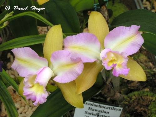 Blc. Hawaiian Satisfaction 'Romatic'